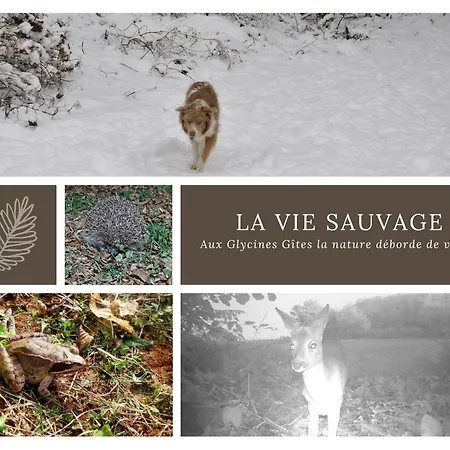 Les Glycines Gites - Les Petites Pierres Gite - Shared Solar Heated Pool - Garden Spa - Small Dogs Welcome بيت للعطل